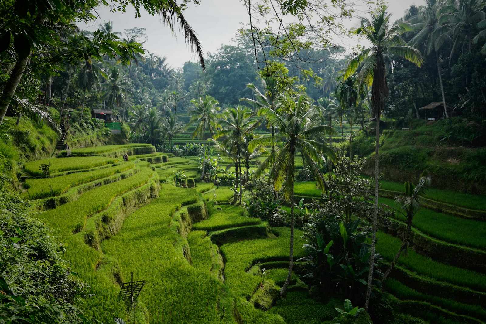 Lush rice terraces near Ubud, Bali